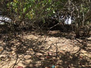 Mangrove vegetation