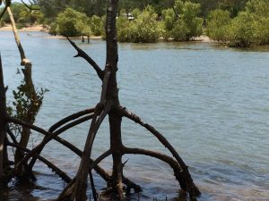 Skinny Mangrove trees with cool roots in water close up