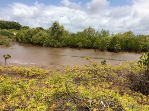 Mangrove trees