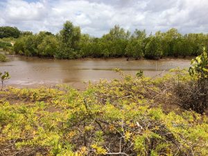 Mangrove belt at Robinson Island restoration