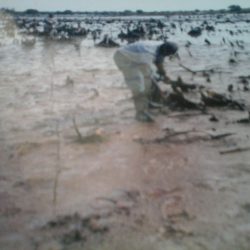 Planting Seeds on Robinson Island