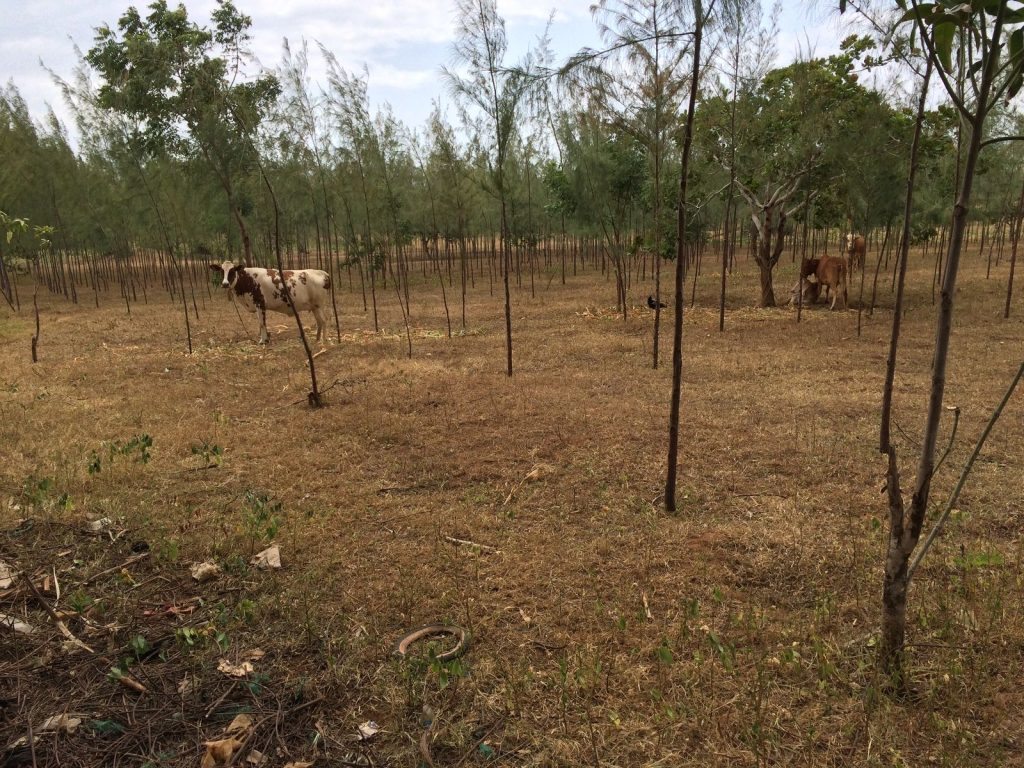 Cows grazing among st casuarina trees