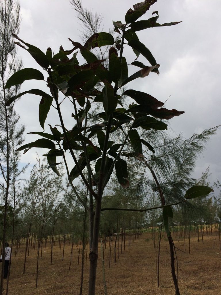 Mango tree on a farm