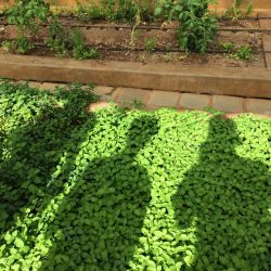 Herb garden in greenhouse