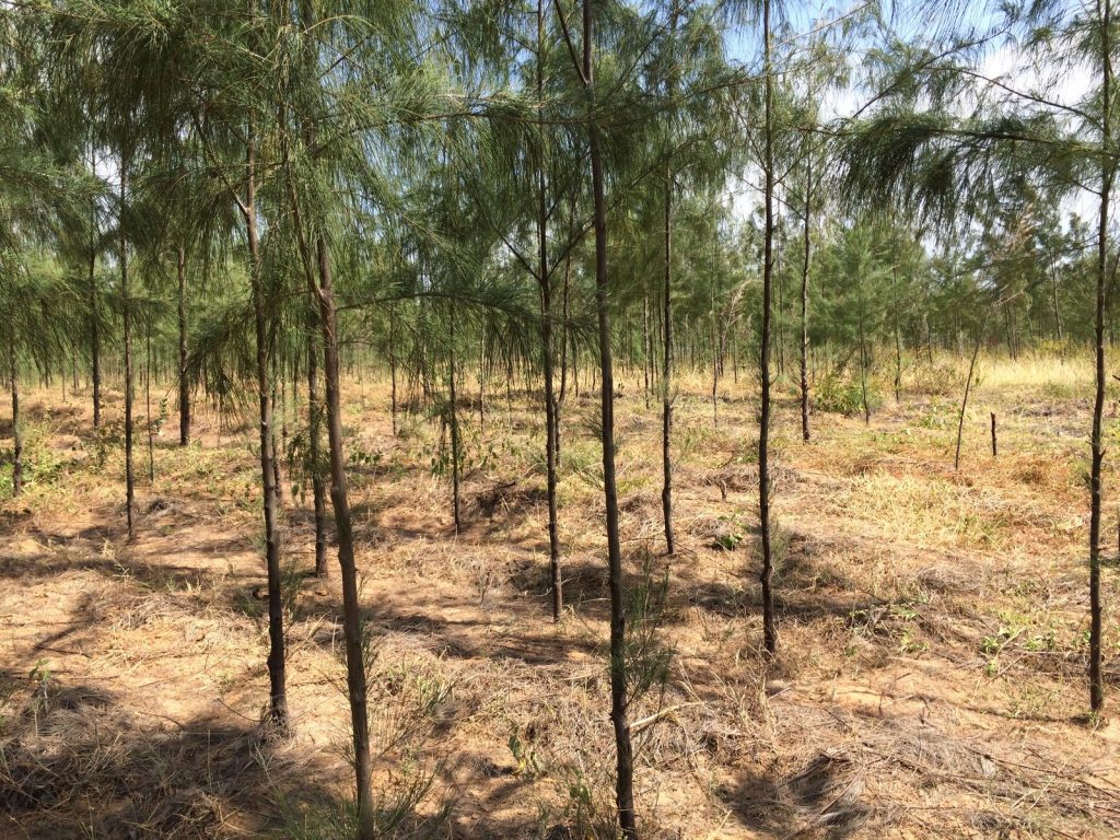 Casuarina tree plantation in Marereni