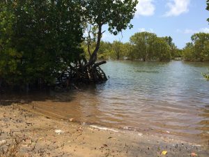 Mangrove Trees by Robinson Island water's edge