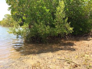 More Mangrove Trees by Robinson Island water's edge