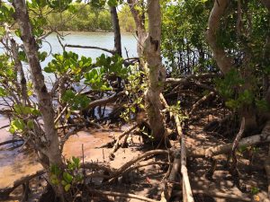 More Mangrove Trees by Robinson Island