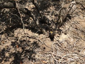 Mangrove root networks