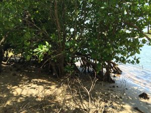 Mangrove vegetation water side