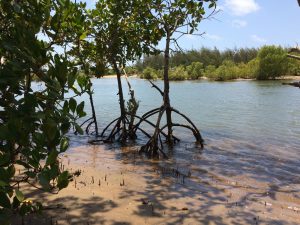 Skinny Mangrove trees with cool roots in water