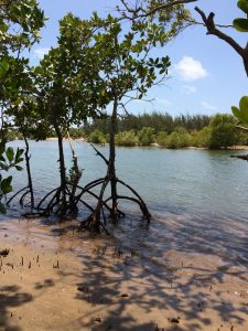 Skinny Mangrove tree with cool roots