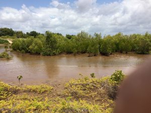 Mangrove trees at Robinson Island
