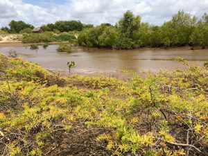 Mangrove belt at Robinson Island