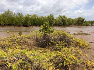 Mangrove belt